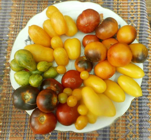 Miniatura 2 de Semillas de tomate Caleidoscopio Mix (de pequeño a gigante) Vegetales tradicionales para plantar sin OMG