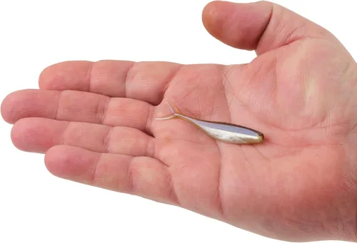 Miniatura 3 de Berkley PowerBait The Champ Minnow - Cebo suave de pesca, calabaza verde, 3.4 pulgadas
