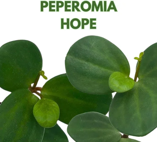 Miniatura 2 de BubbleBlooms Peperomia Esperanza en una olla rotundifolia de 4 pulgadas