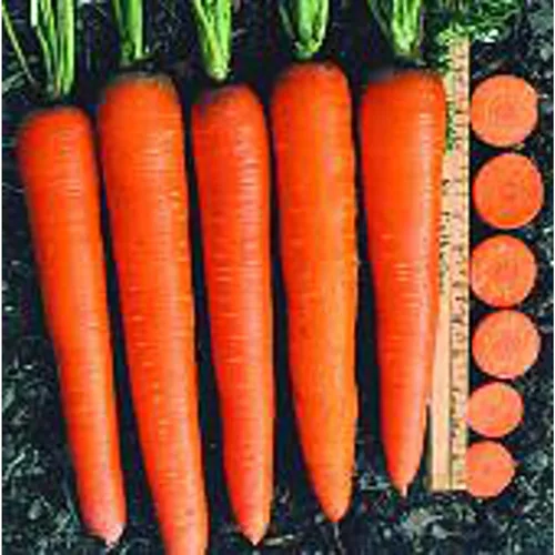 Envy - Semillas de zanahorias (más de 20 semillas) | Sin OMG | Semillas de flores de frutas vegetales para plantar | Paquete de invernadero de
