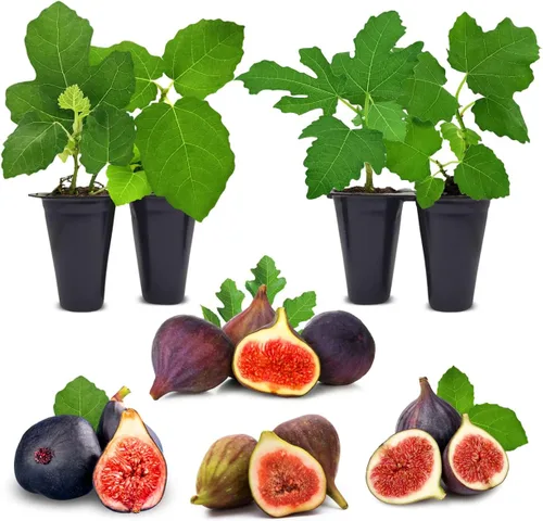 Miniatura 7 de Higuera Black Mission Viva en Venta (Paquete de 4) Plantas Fáciles de Cultivar Planta de Fruta Comestible para Vida Sostenible Cultiva tu