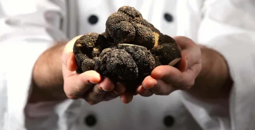 Miniatura 6 de Setas de trufa negra sin OMG para plantar esporas de desove de micelio