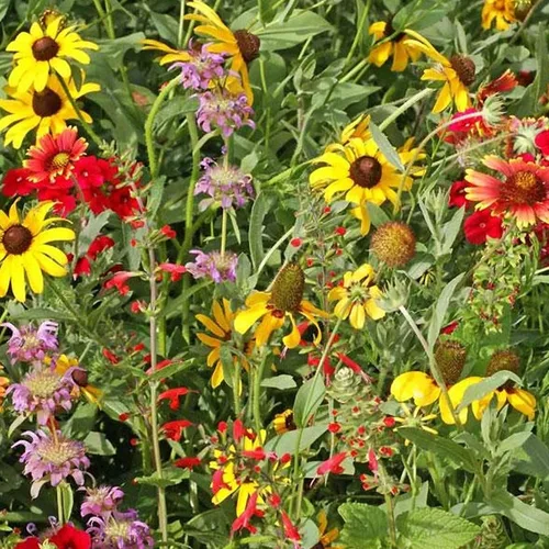 Texas and Oklahoma Mix - 0.25 oz - Cubre ~50 pies cuadrados - Sin OMG, polinizado abierto - Mezcla de semillas de jardinería de flores anuales y