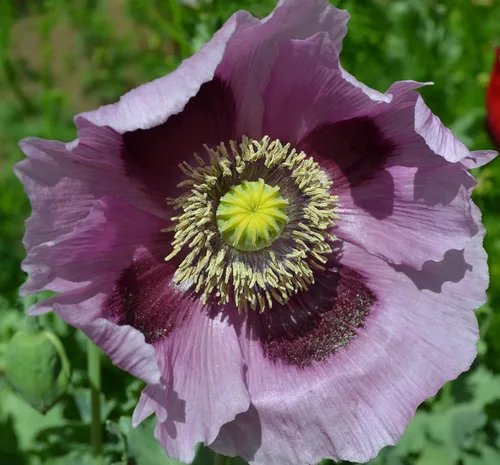 Semillas prémium de papaver somniferum de amapola púrpura gigante para plantar paquete
