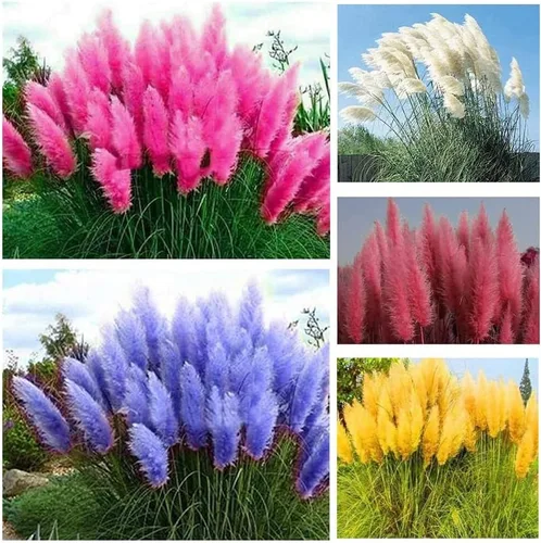 1000+ semillas mixtas de hierba de las Pampas Cortaderia Selloana para plantar, semillas de plantas ornamentales, decoración de jardín, flores altas