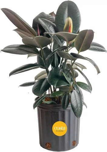 Miniatura 15 de Costa Farms Planta de goma burdeos, árbol ficus elastica vivo para interiores en maceta de vivero, mezcla de tierra para maceta, regalo para Maceta