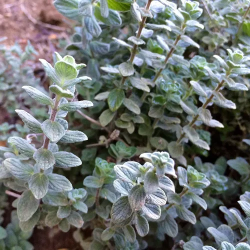 Miniatura 5 de Wild Zaatar - Semillas de orégano (Origanum syriacum) Más de 30 semillas de hierbas raras de reliquia en cápsulas de semillas congeladas
