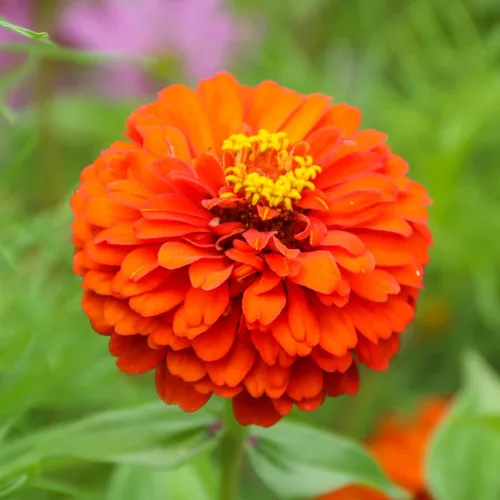 Miniatura 43 de Eden Brothers - Semillas de zinnia, cactus con flores, sin OMG, plantar en primavera, paquete, flores de bajo mantenimiento, zonas 3, 4, 5, 6, 7, 8