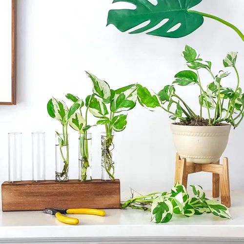 Miniatura 9 de KAXYEW - Estación de propagación de plantas, tubos de propagación de plantas, regalos para amantes de las plantas, soporte de tubo de ensayo, jarrón