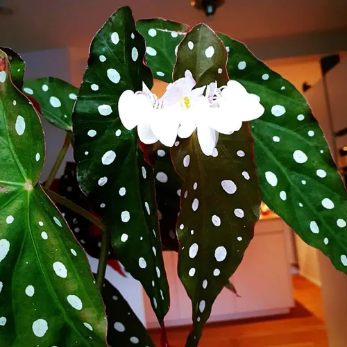 Miniatura 2 de Begonia - Planta viva para exteriores, puede crecer como begonia llorona, planta de floración de rápido crecimiento y fácil cuidado