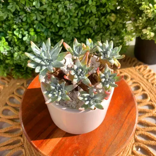Miniatura 5 de Dudleya Gnoma S.W.McCabe - Plantas suculentas vivas raras, más de 5 cabezas, tamaño de maceta de 3.4 pulgadas, planta viva rosa, excluye tierra