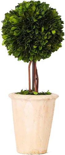 Miniatura 9 de Esfera decorativa de boj preservada, hojas de boj reales, plantas verdes, decoración del hogar para Navidad, Día de Acción de Gracias, regalos que