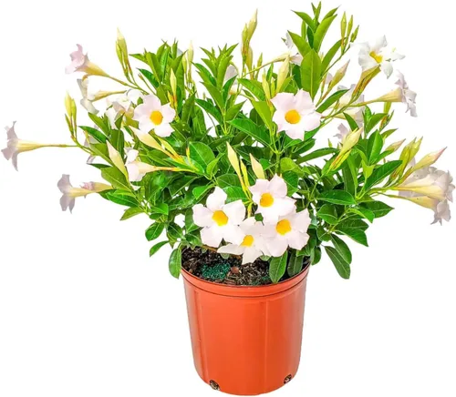 Miniatura 11 de Tropical Plants of Florida - Arbusto blanco de Dipladenia - Altura total de 14 pulgadas - Maceta de 6 pulgadas (1 galón) (solo planta)