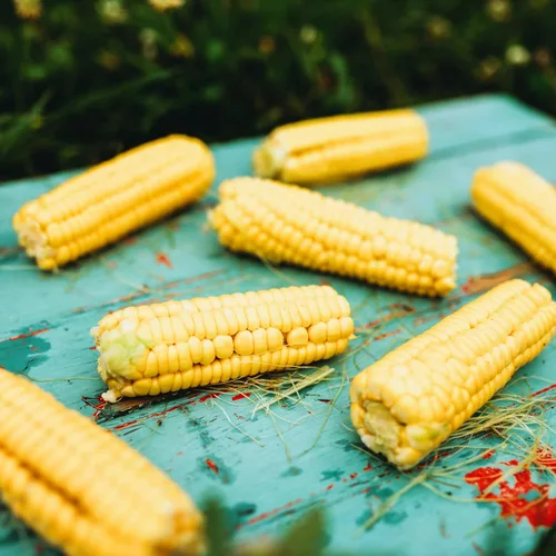 Miniatura 2 de Golden Bantam - Maíz dulce de 8 filas – 50 semillas – Variedad de reliquia amarilla, cultivadas en Estados Unidos, semillas de vegetales sin OMG