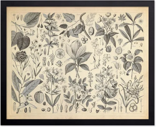 Miniatura 69 de Poster Master Póster Vintage de Plantas Cultivadas - Impresión Botánica Retro - Arte de Flores - Arte de Plantas - Regalo para Hombres y Mujeres