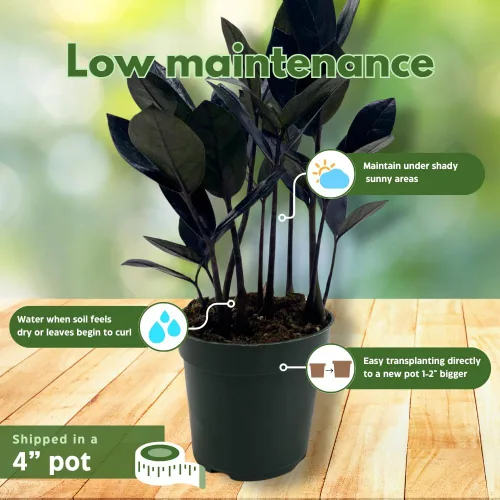 Miniatura 5 de BubbleBlooms ZZ negro, 4 pulgadas Raven Zamioculcas Zamiifolia Dowon Jet-Black