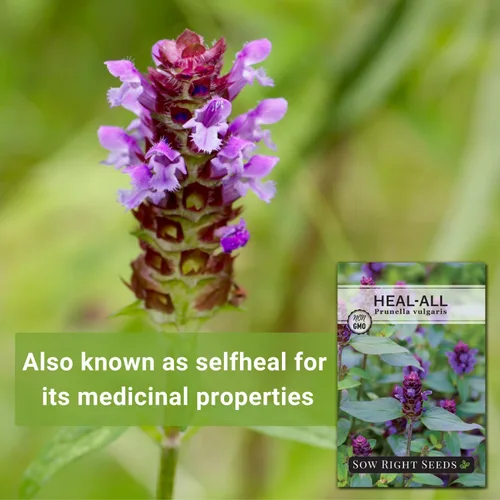 Miniatura 3 de Sow Right Seeds - Sanar todas las semillas para plantar - Prunella vulgaris autocurable - Hierba medicinal tradicional sin OMG - Cultiva tu propio