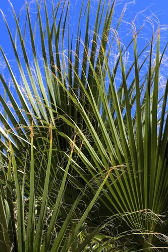 5 Green Saw Palmetto Serenoa Repens American Dwarf Palm Tree Arbusto de fruta comestible Semillas de sol o sombra