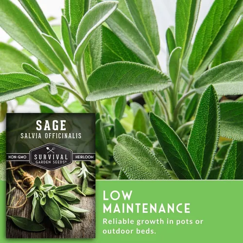 Miniatura 6 de Semillas de salvia culinaria común (Salvia Officinalis) para plantar (1 paquete) Reliquia, Cultivo en Contenedores y Jardines de Hierbas
