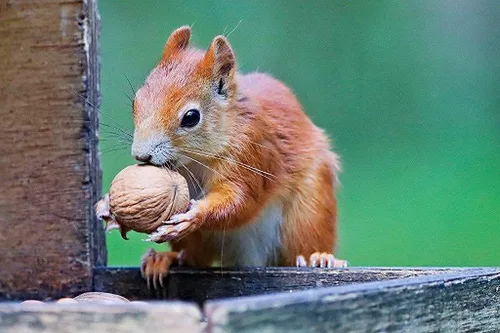 Miniatura 8 de Presto Sales Nueces "Current New Crop" In Shell Huge Hartley Choice Nut, cultivadas en California, empaquetadas en una bolsa resellable de 3 libras