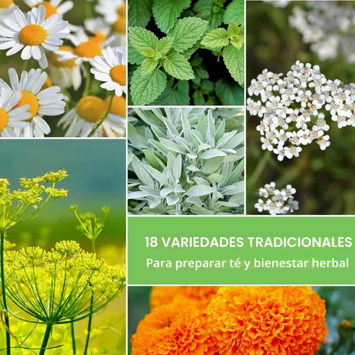 Miniatura 3 de Semillas de hierbas para té medicinal para sembrar Paquete de 9 variedades de hierbas autóctonas, sin OMG – Cultive tés herbales, remedios