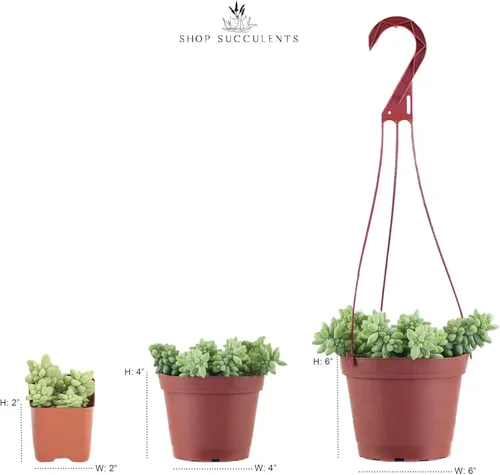 Miniatura 8 de Shop Succulents Colección única Suculentas vivas en el suelo Variedad seleccionada a mano Plantas reales de interior/exterior, paquete