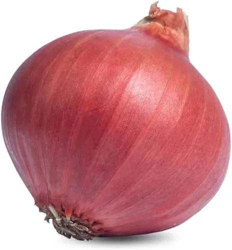 Semillas de cebolla de color burdeos Red Shortday – Más de 300 semillas tradicionales sin OMG de Isla's Garden Seeds, sabor dulce y suave, ideal