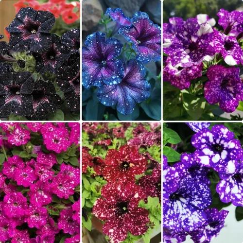 299 semillas anuales de flores de petunia de cielo nocturno para plantar, semillas de petunia con patrón de galaxia, flores moteadas para camas de