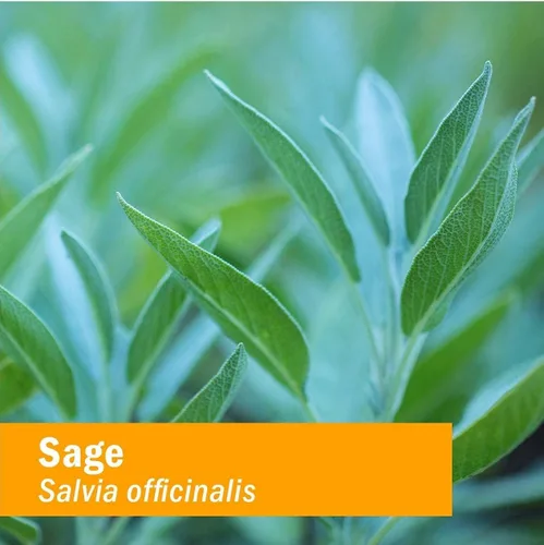 Miniatura 5 de Herb Pharm Extracto de hierbas líquido de salvia: para apoyo de claridad mental y salud cerebral Certificado orgánico, sin gluten, vegano, sin
