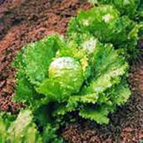 Semilla de lechuga, iceberg, cabeza grande, reliquia, sin OMG, 200 semillas, jardín