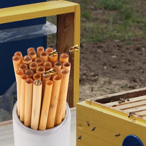 Miniatura 9 de COHEALI Mason Bee Tubes - Paquete de 50 tubos de anidación de varillas naturales de 7.87 pulgadas para casa de abejas, solitario de 0.276-0.354 in