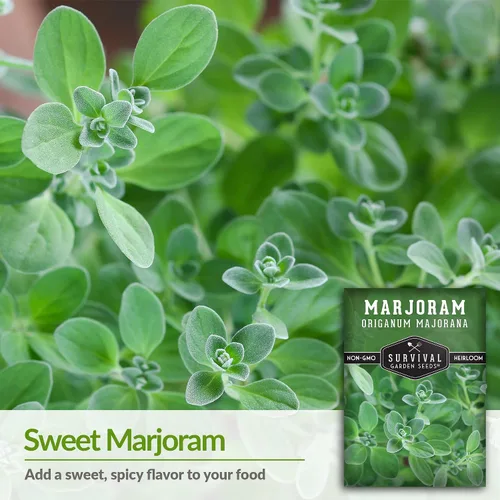 Miniatura 3 de Survival Garden Seeds - Semilla de mejorana dulce para plantar - Paquete con instrucciones para plantar y cultivar plantas de hierbas de origanum