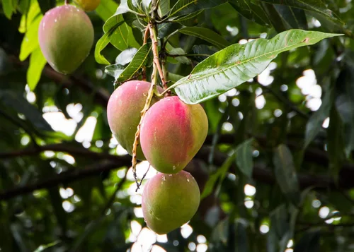 Miniatura 3 de Gardenera - Suelo prémium para macetas para árboles de mango - Infunde tu jardín con mangos dulces y jugosos y vitalidad vibrante, 2 cuartos de galón