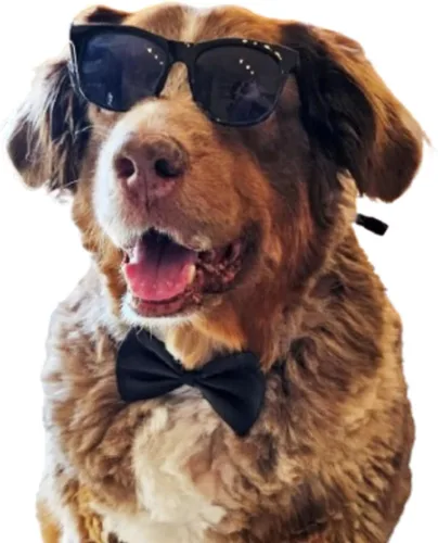 Miniatura 16 de G006 Disfraz para perro y mascota, estilo retro de los años 80, lentes de sol ajustables para razas medianas de 20 a 40 libras, para fiesta, Panto