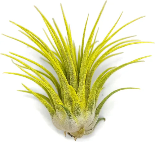 Miniatura 10 de Planta de aire Tillandsia Ionantha de Guatemala, planta de aire viva Tillandsia de Guatemala, llegada saludable garantizada, excelente planta de Azul