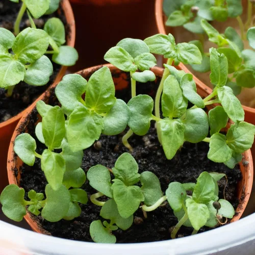 Miniatura 6 de Seed Needs Shiso - Semillas de hierbas variadas, paquete de 2 sin OMG y perilla de reliquia
