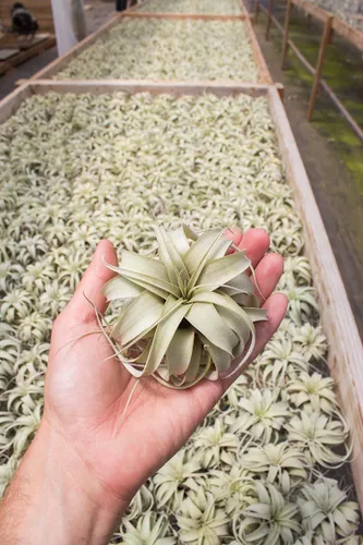 Miniatura 2 de Planta de aire Tillandsia Xerographica 3-4" de ancho por Garden in the City/Barcos desde California/Cultivado en invernadero (Mini (3-4"))