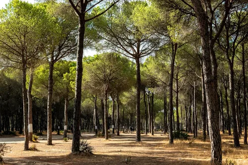 Miniatura 9 de 5 Pine Nut Italian Stone Pine Pinus Pinea Umbrella Evergreen Conifer Tree Seeds