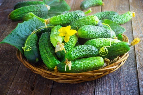 Miniatura 8 de Semillas raras de pepino Titus F1 Pickling Mid-Early Heirloom Vegetal para plantar 40 semillas sin OMG