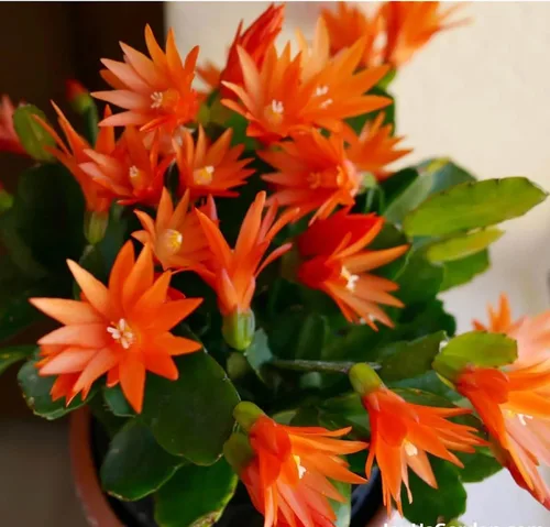Miniatura 14 de Planta viva de cactus de Navidad blanca de 4 pulgadas. Fácil de cultivar y cuidar, csctus navideño. Blanco