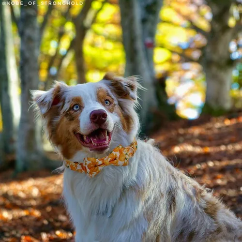Miniatura 4 de Collar de otoño para perro con pajarita extraíble para perros medianos, collar de perro de Acción de Gracias de Halloween