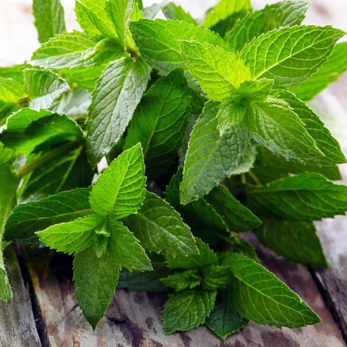 Miniatura 2 de Seed Needs, Semillas de menta – 1000 semillas tradicionales para plantar Mentha piperita – Hierba medicinal/culinaria, sin OMG y sin tratar – Ideal
