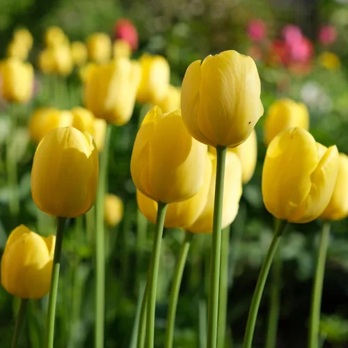 Miniatura 2 de Bulbos de floración de primavera de tulipán perenne amarillo dorado gigante (6)