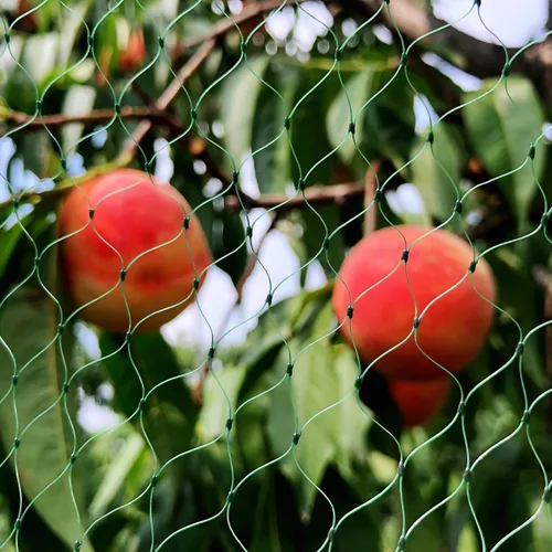 Miniatura 8 de Red para pájaros para jardín de 6.5 x 50 pies, malla de 1/4 de pulgada, protege arándanos, fresas, tomates, verduras. Red de árboles frutales