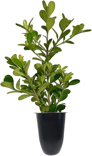 Boj japonés | 10 plantas vivas | Buxus Microphylla | Arbusto de hoja perenne, bajo mantenimiento, ideal para setos, follaje denso, perfecto para