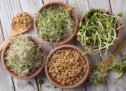 Miniatura 8 de Handy Pantry Organic Sbrouting Seed Mix – 2.5 lb – 10 variedades: Alfalfa Frijol mung, brócoli, lentejas, trébol, trigo sarraceno, rábano