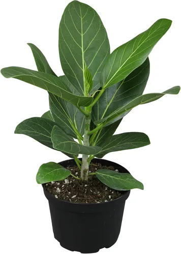 Miniatura 9 de Plantas for Pets - Higuera de hoja de violín (paquete de 4), paquete de plantas Ficus Lyrata, entrega de plantas vivas de Ficus, decoración popular