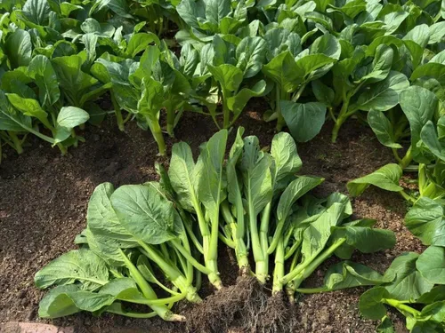 Miniatura 3 de 4000 semillas de Choy Sum de alta calidad – Cải Ngồng – Yu Choy – Semillas de col china en flor – Sin OMG, reliquia, tasa de germinación del 99%