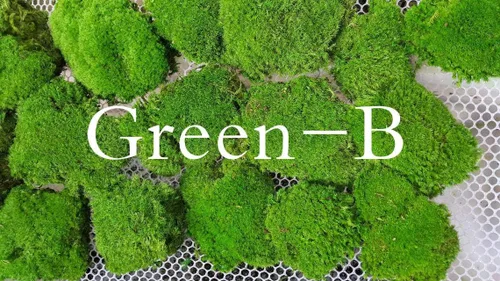 Miniatura 8 de Cojín de Musgo Polar Preservado en Forma de Bollo, Verde Natural Decorativo Real Natural, Kit de Bricolaje para Terrarios, Arte de Jardín