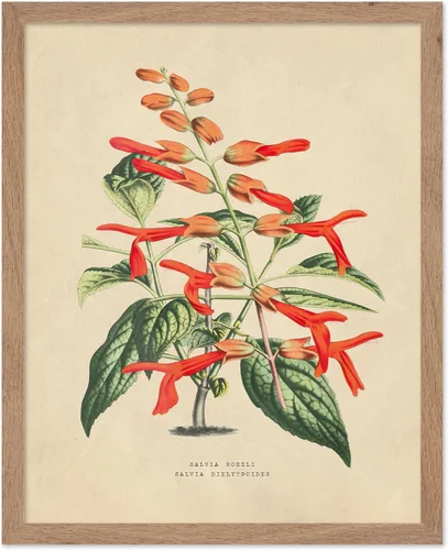 Miniatura 41 de Poster Master Póster Vintage de Plantas Cultivadas - Impresión Botánica Retro - Arte de Flores - Arte de Plantas - Regalo para Hombres y Mujeres
